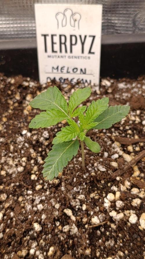 Melon Parmesan. Week 2