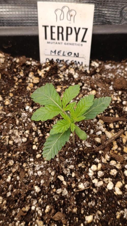 Melon Parmesan. Week 2