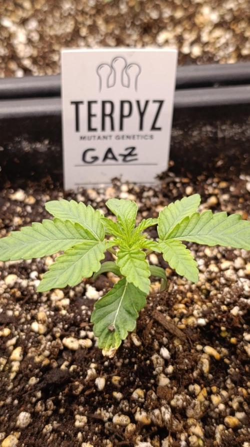 GAZ Terpyz. Week 2