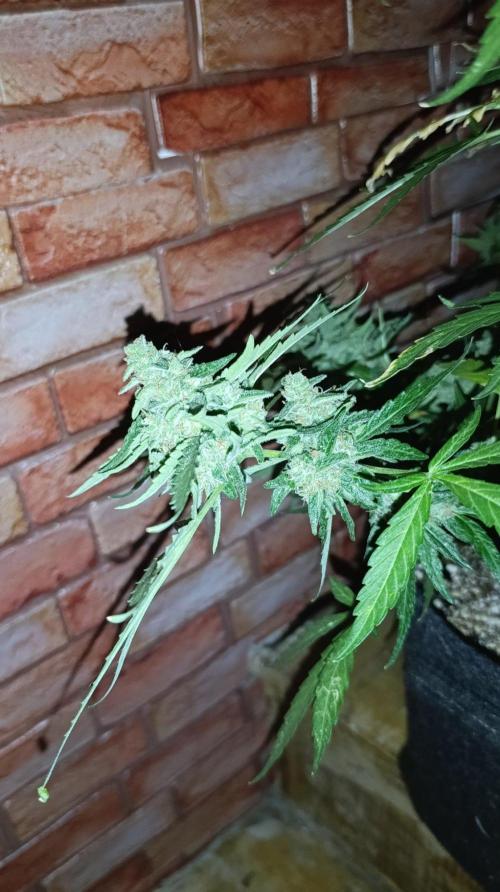 Gaia F1 Auto. Week 11