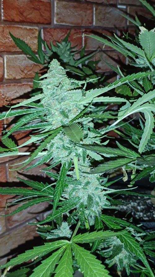 Gaia F1 Auto. Week 11
