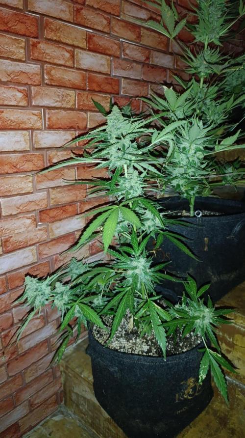 Gaia F1 Auto. Week 11