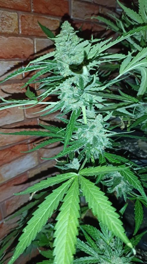 Gaia F1 Auto. Week 11