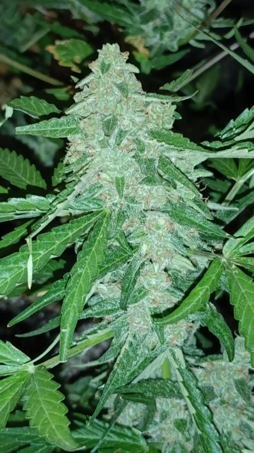 Gaia F1 Auto. Week 11