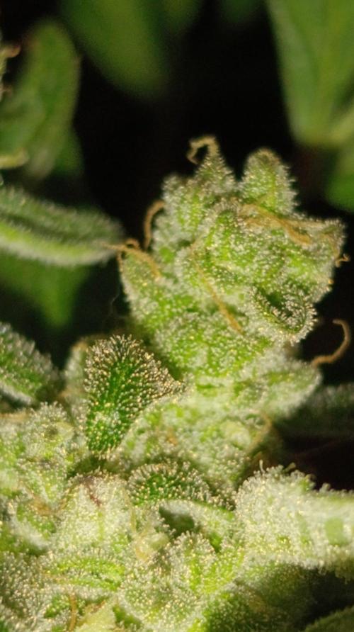 Gaia F1 Auto. Week 11