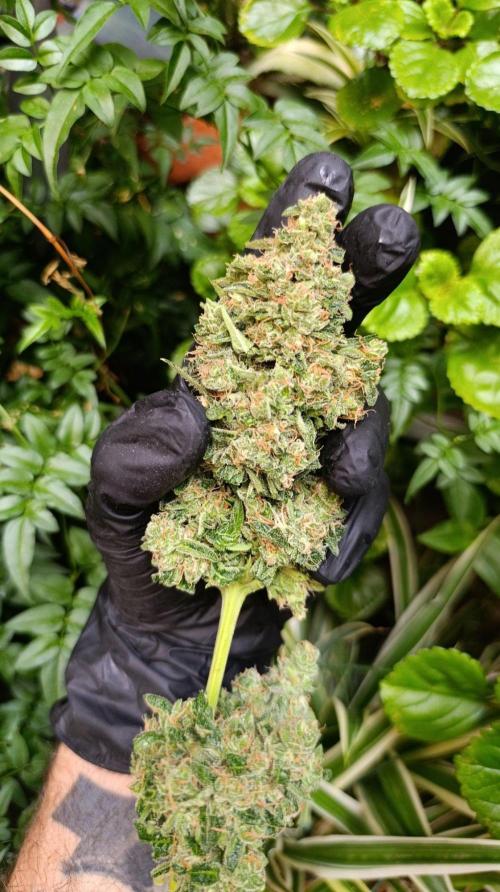 Gaia F1 Auto. Week 11