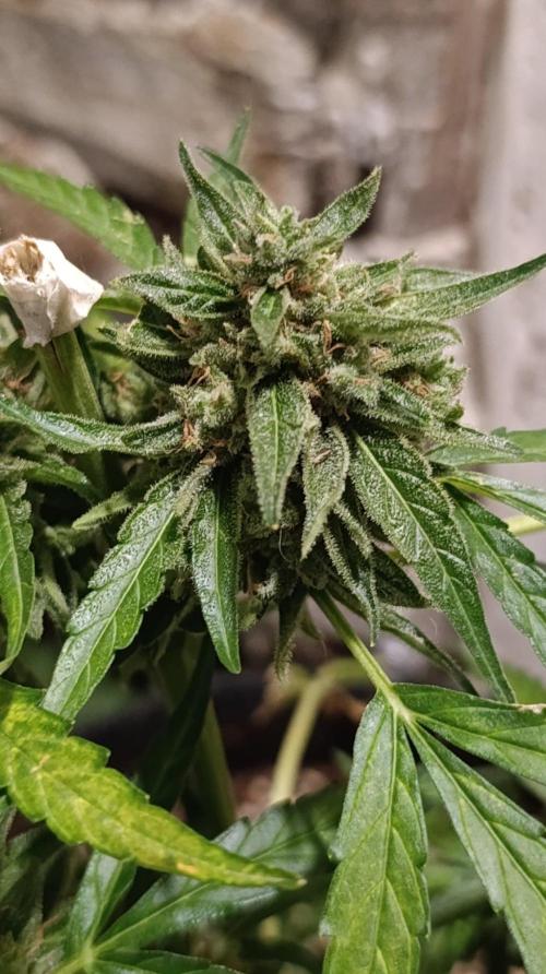 Milky Way F1 Auto. Week 11