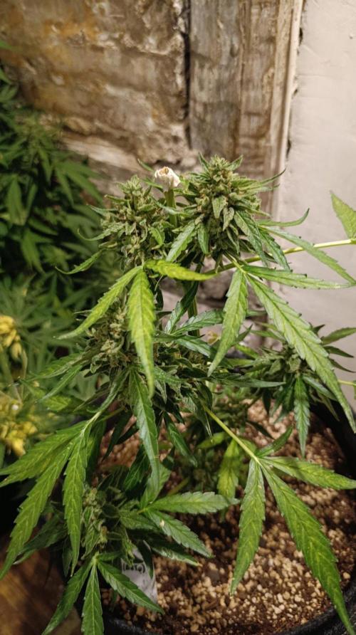 Milky Way F1 Auto. Week 11