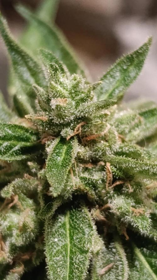 Milky Way F1 Auto. Week 11