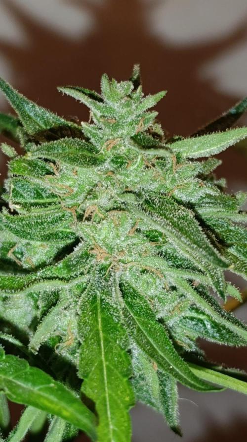 Milky Way F1 Auto. Week 11