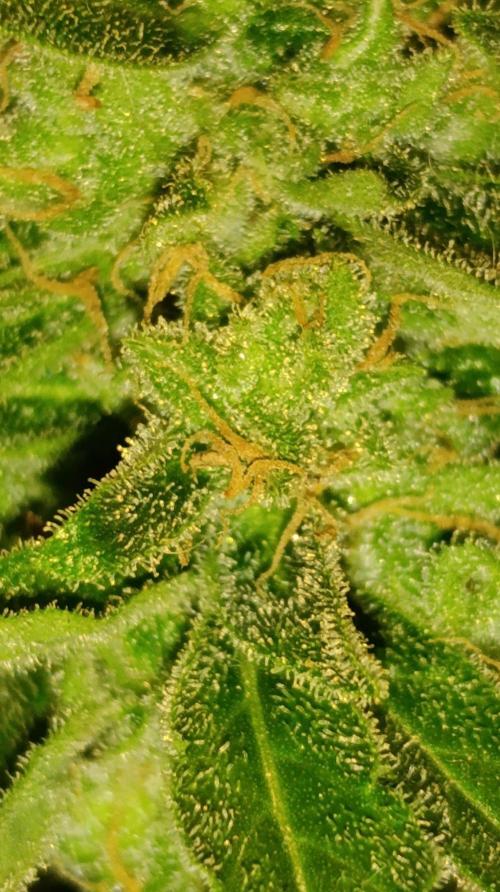 Milky Way F1 Auto. Week 11