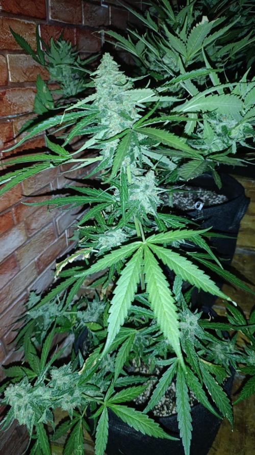 Super Boof XL Auto Outdoor. Week 10