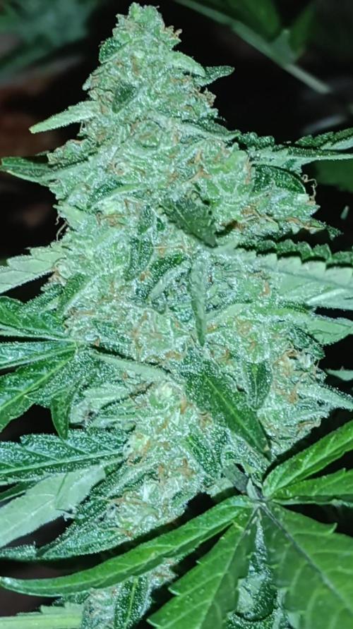 Super Boof XL Auto Outdoor. Week 10