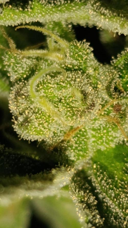 Super Boof XL Auto Outdoor. Week 10