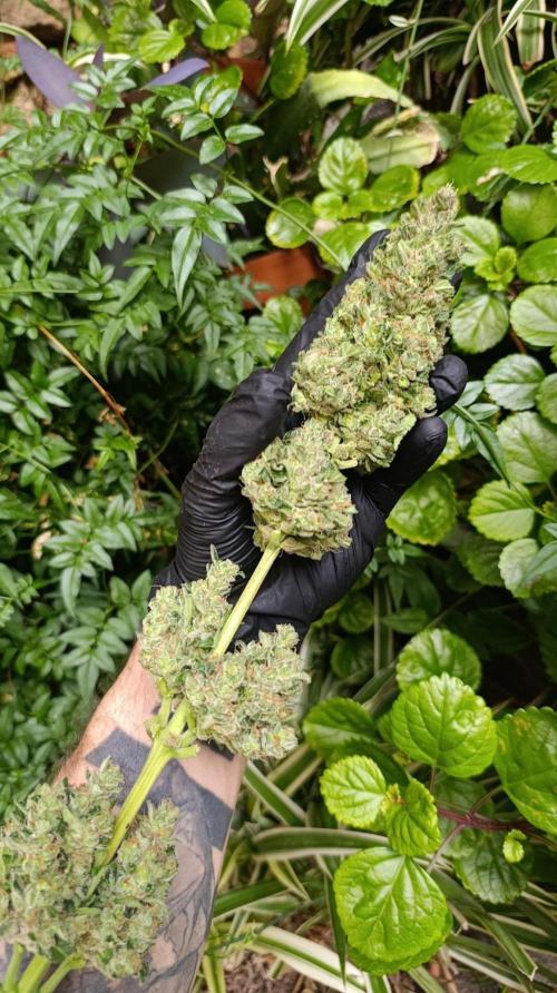 Super Boof XL Auto Outdoor. Week 10