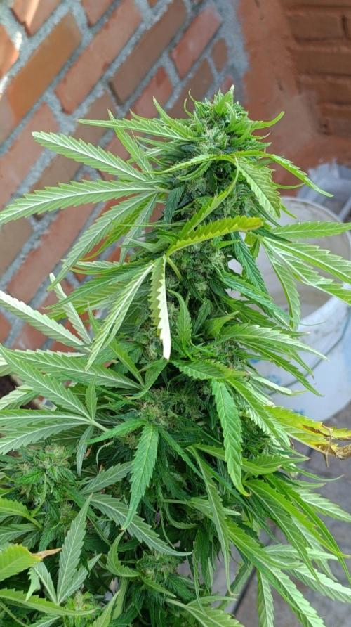 Gello Z & Xpertnutrients. Week 20