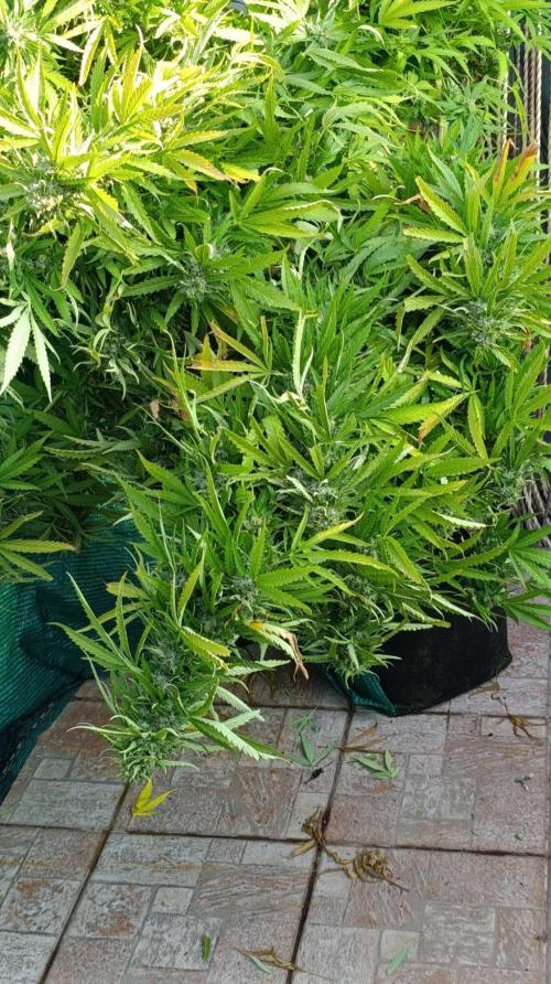 Gello Z & Xpertnutrients. Week 20