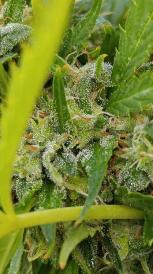 Gello Z & Xpertnutrients. Week 20