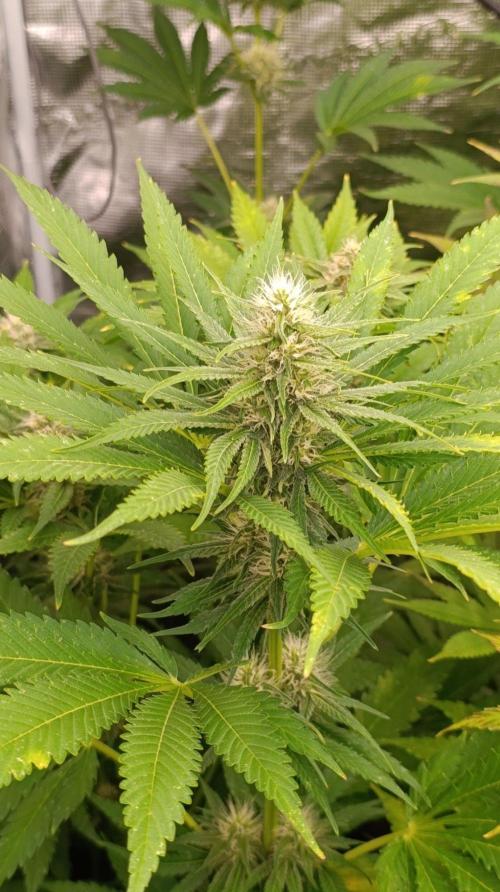Mango Crack. Week 9