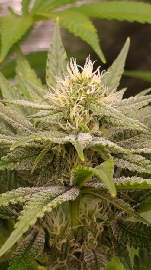 Papaya Stank. Week 8