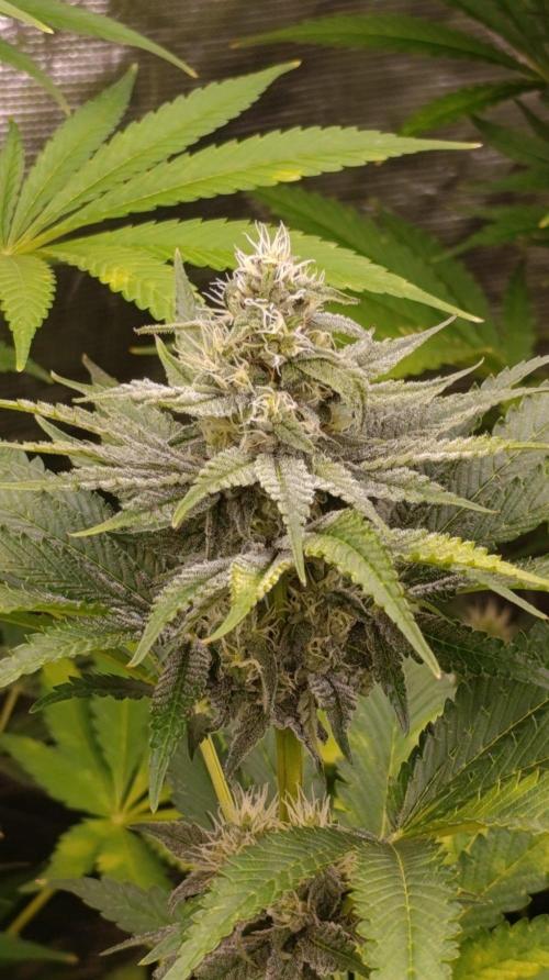 Papaya Stank. Week 9