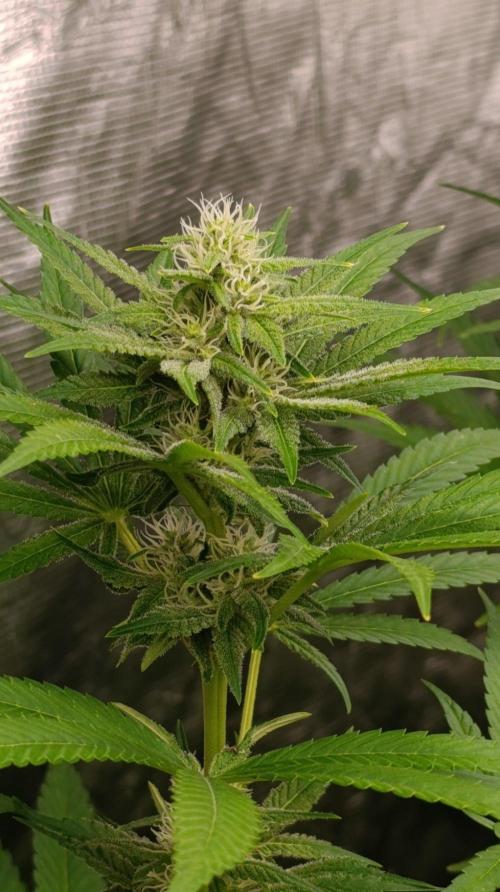 Super Boof RQS. Week 8