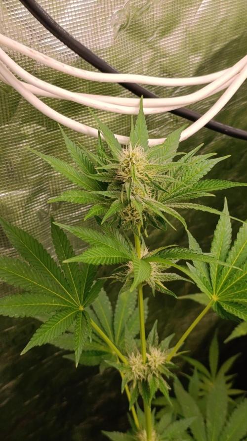 Permanent Marker RQS. Week 8
