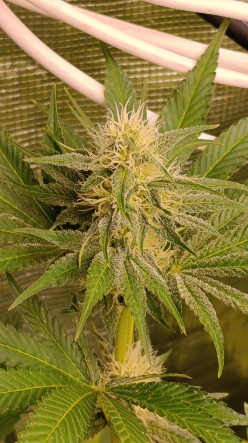 Permanent Marker RQS. Week 9