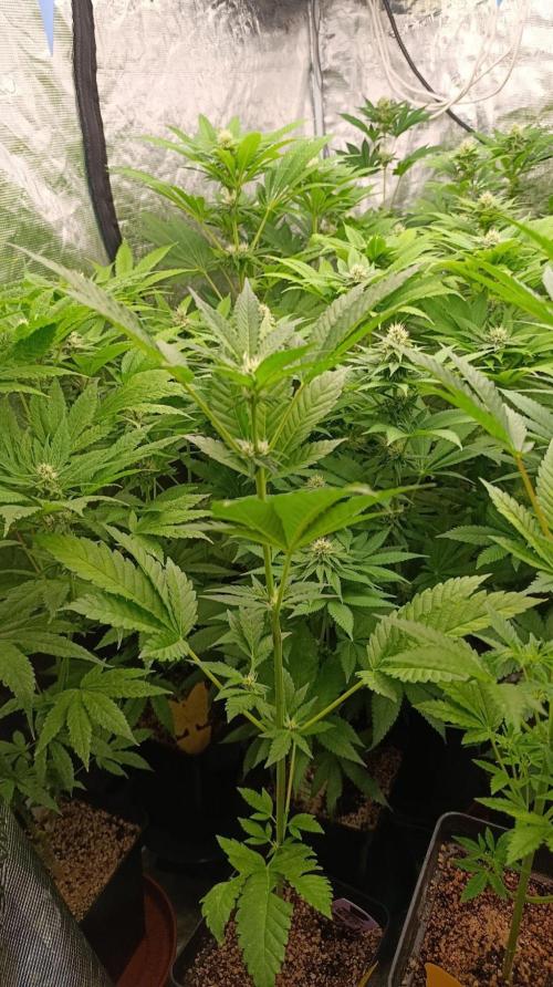 California Octane Triploid. Week 6