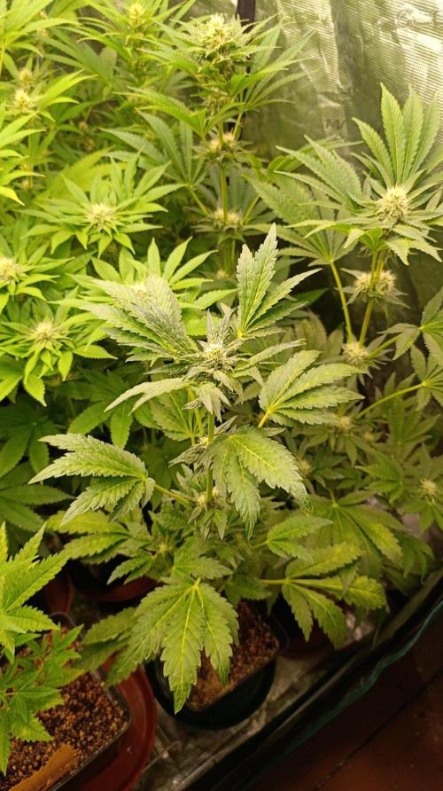 Caramel Pineapple. Week 8