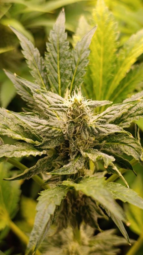 Caramel Pineapple. Week 9