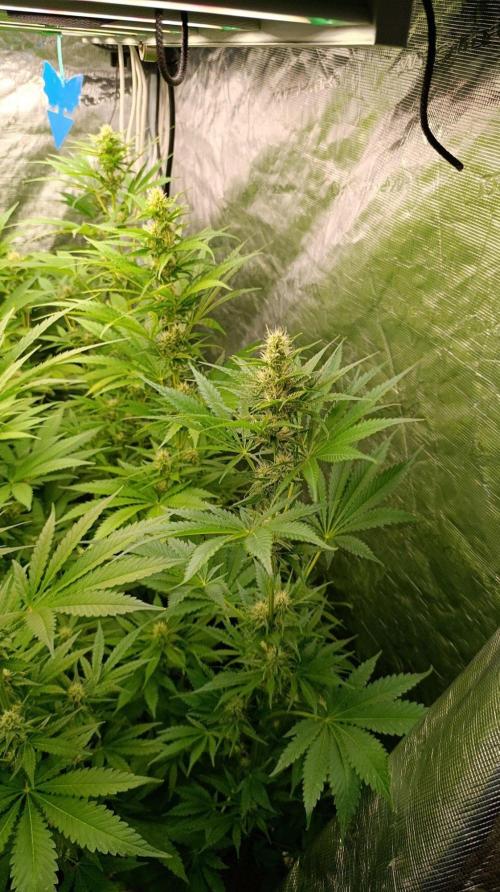 Pineapple Jack. Week 8