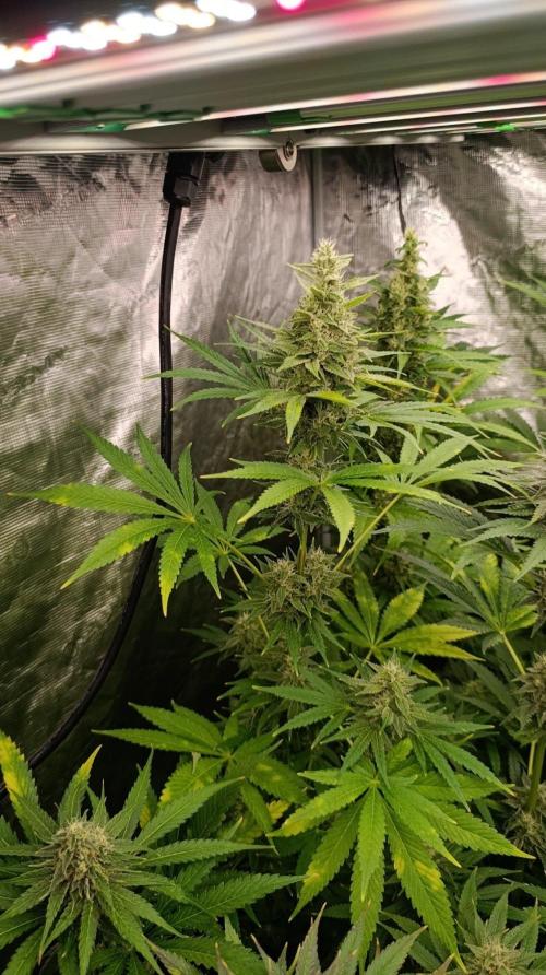 Super Boof RQS. Week 10