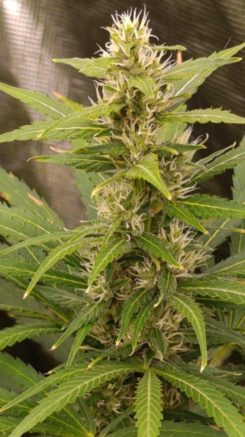 Jack 47 FV. Week 11