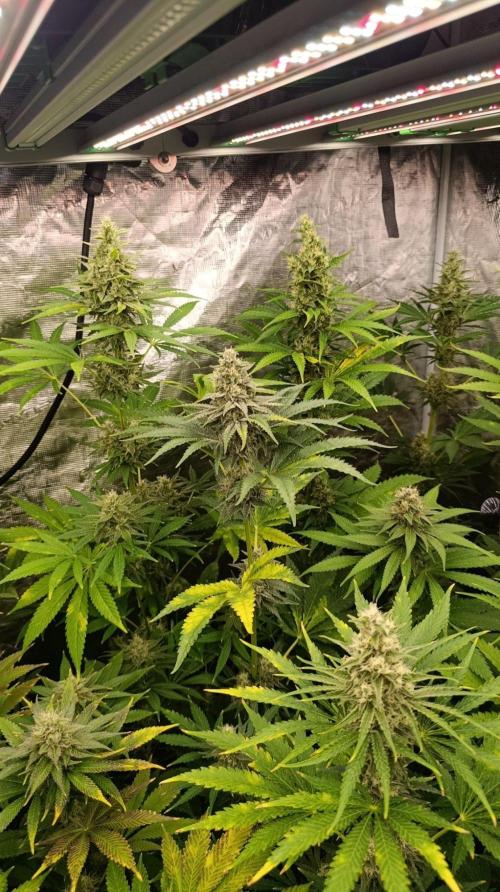 Papaya Stank. Week 10