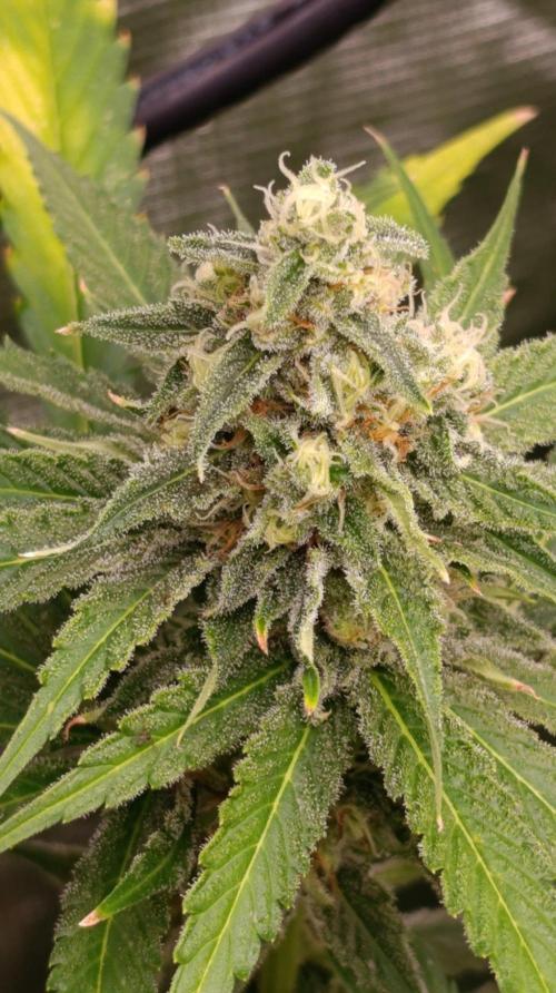 Mango Crack. Week 10