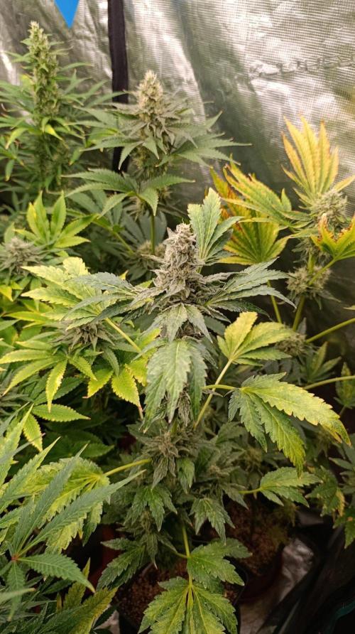 Caramel Pineapple. Week 11