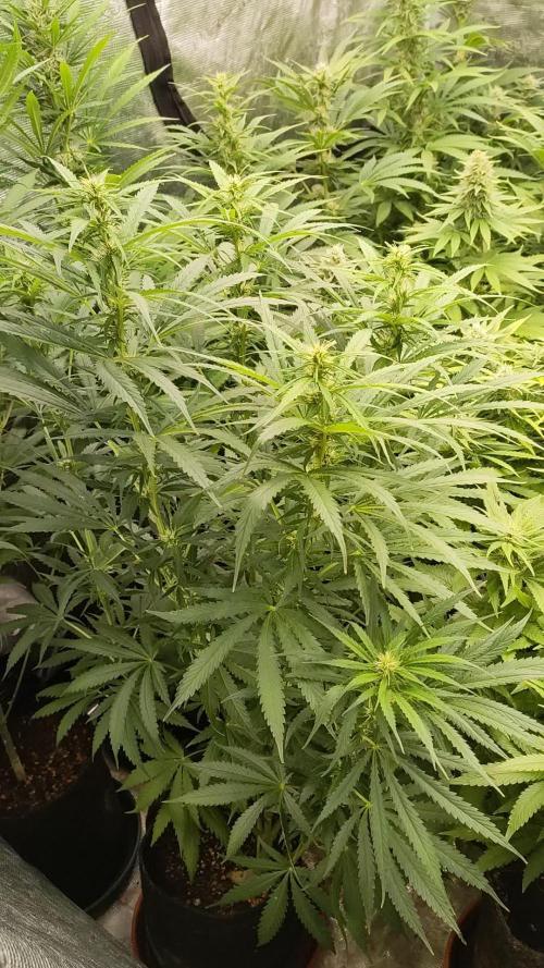 MrNice G13 x Hash Plant *FC6500