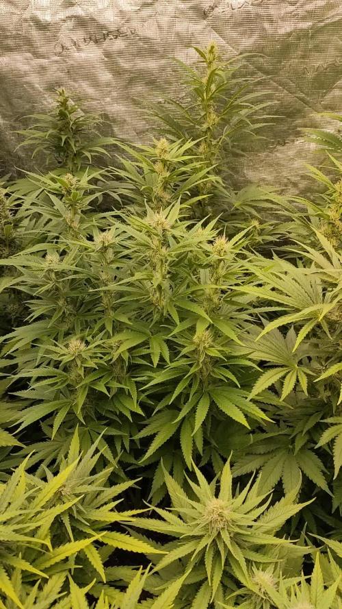 Fractal x XpertNutrients 