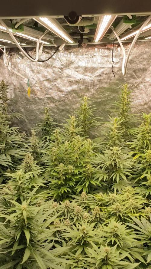Fractal x XpertNutrients 