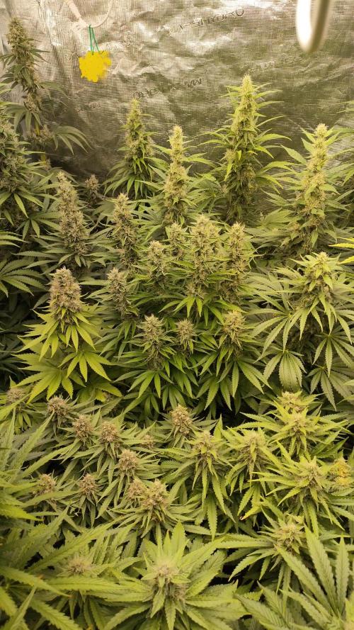 Fractal x XpertNutrients 