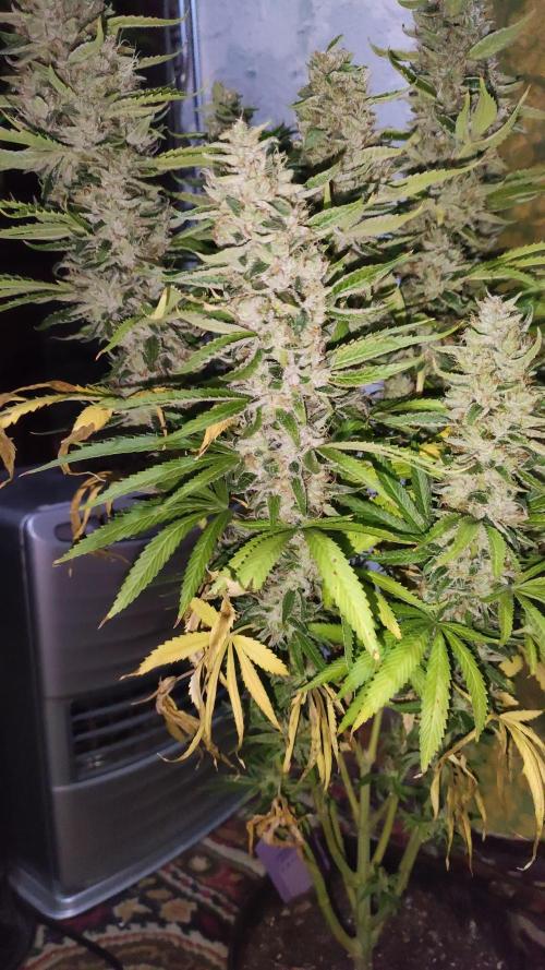 Fractal x XpertNutrients 