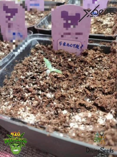 Fractal x XpertNutrients 
