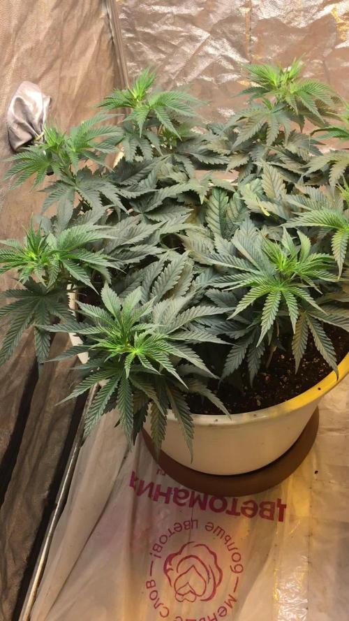 Purple OG Punch