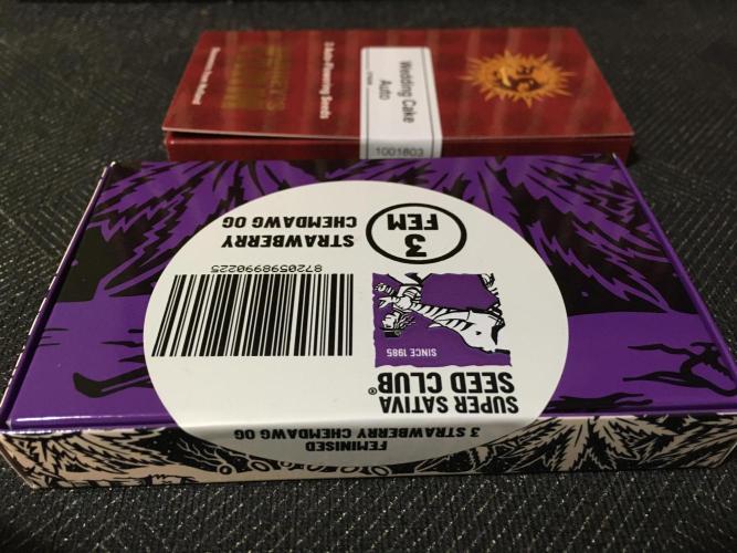 Strawberry Chemdawg OG. Week 0