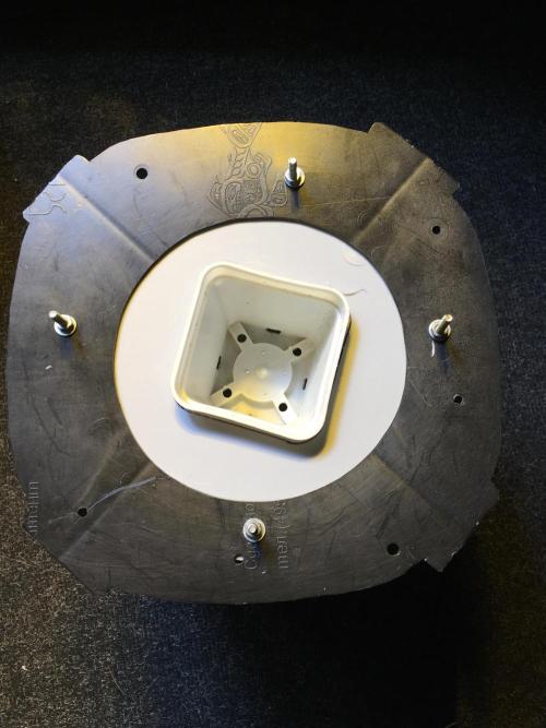 Strawberry Chemdawg OG. Week 0