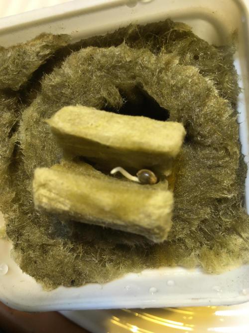 Strawberry Chemdawg OG. Week 0