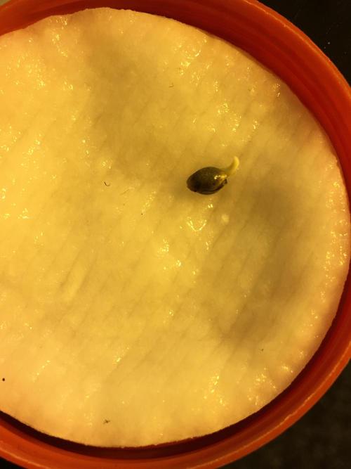 Strawberry Chemdawg OG. Week 0