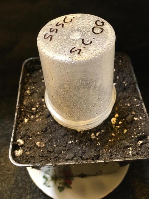 Strawberry Chemdawg OG. Week 0