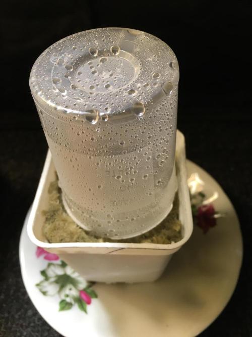 Strawberry Chemdawg OG. Week 0